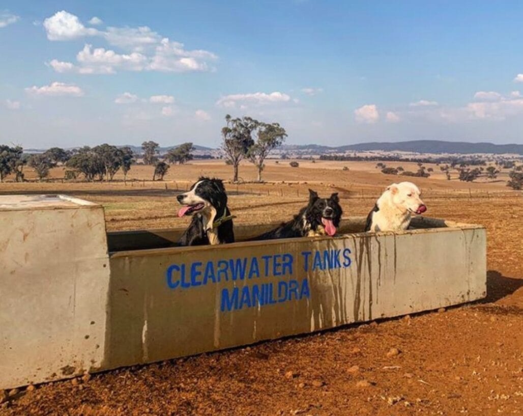 clearwater-trough-dogs